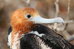 Great Frigatebird